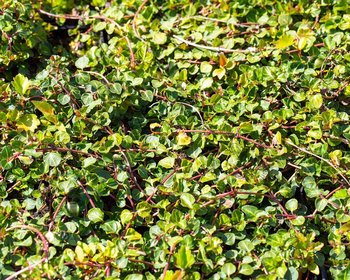 Mitchella repens