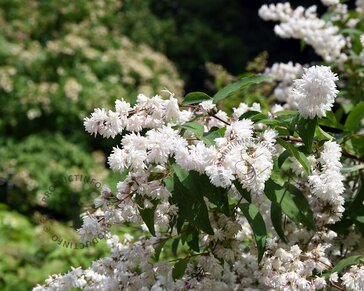 Deutzia scabra 'Plena'