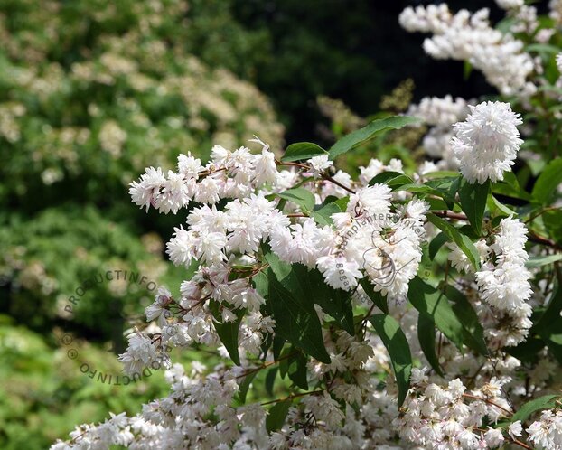 Deutzia scabra 'Plena'