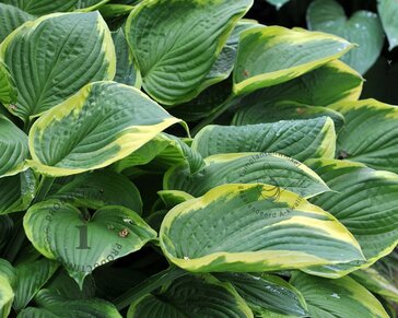 Hosta fortunei 'Aureomarginata'