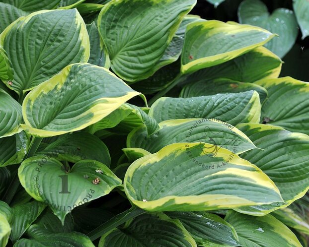 Hosta fortunei 'Aureomarginata'