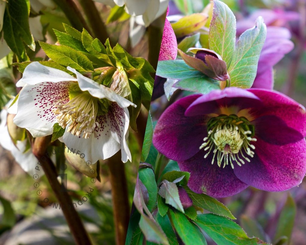 Helleborus orientalis