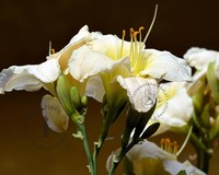 Hemerocallis 'Gentle Shepherd'