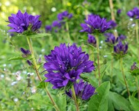 Campanula glomerata 'Superba'