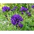 Campanula glomerata 'Superba'