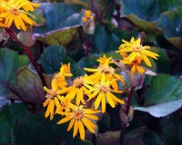 Ligularia dentata 'Othello'