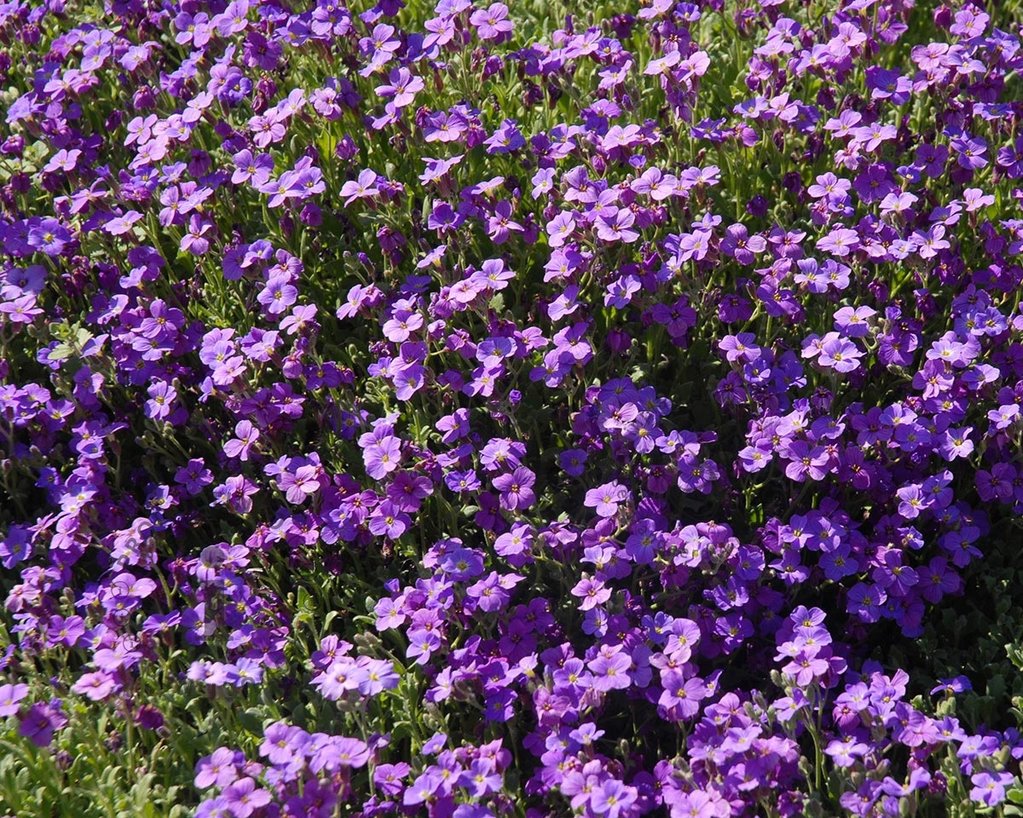 Aubrieta 'Cascade Blue'