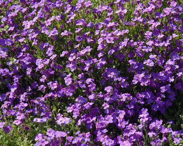 Aubrieta 'Cascade Blue'