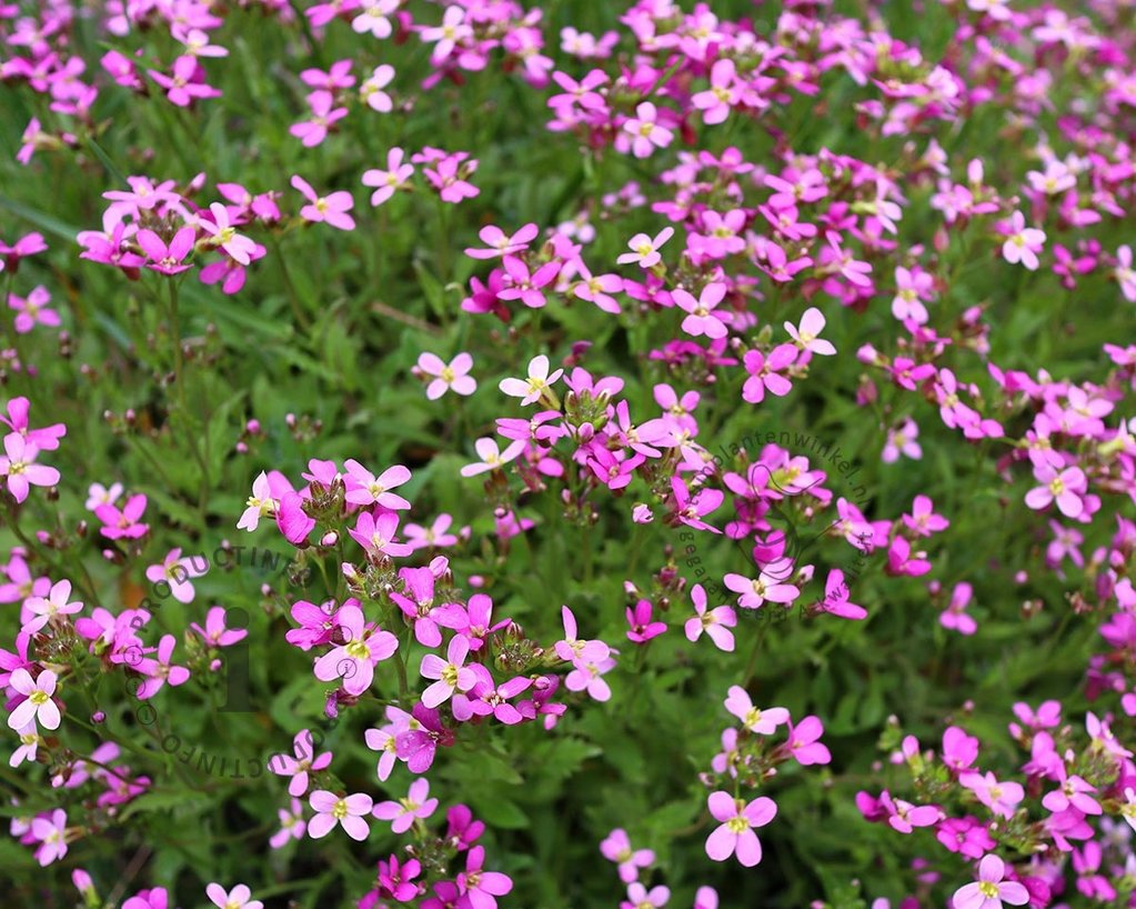 Arabis caucasica 'Rosea'