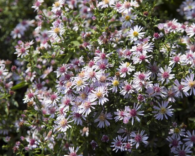 Aster lateriflorus 'Horizontalis'