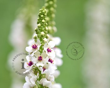 Verbascum chaixii 'Album'