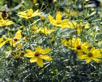 Coreopsis verticillata