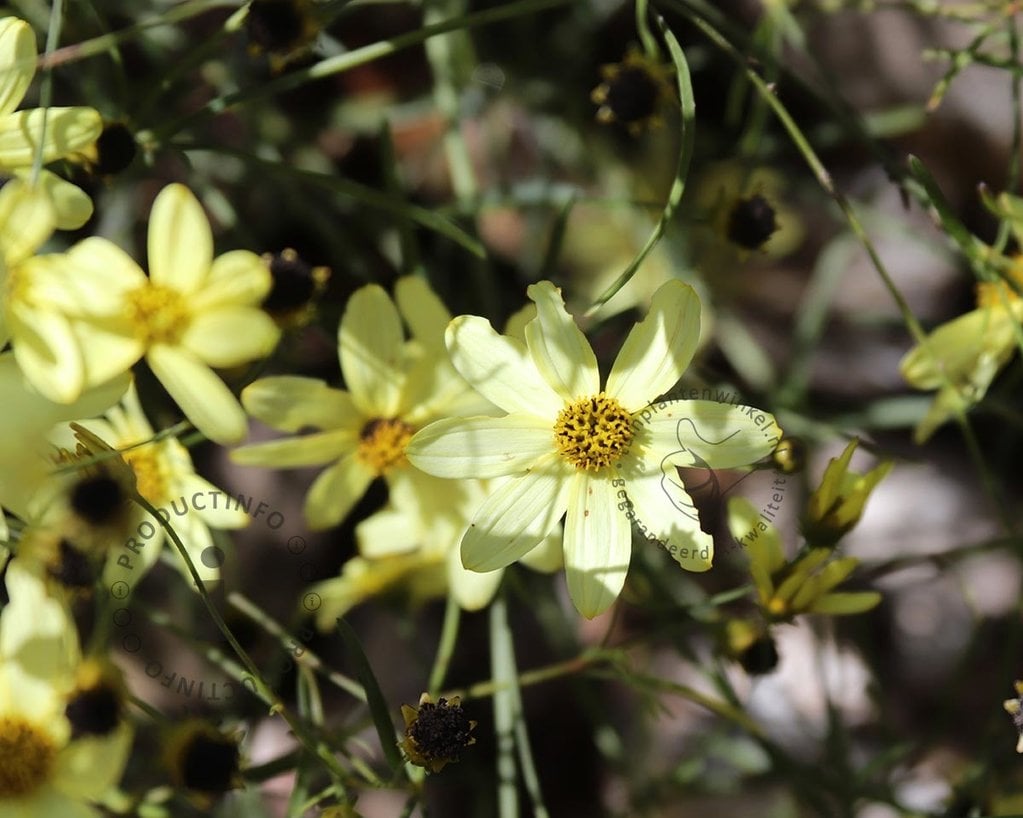 Coreopsis verticillata 'Moonbeam'