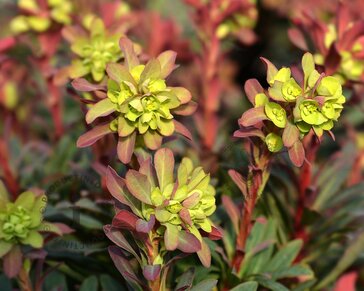 Euphorbia amygdaloides 'Purpurea'