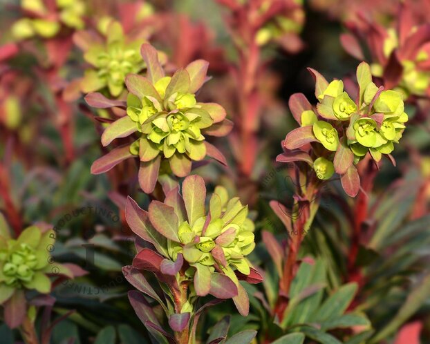Euphorbia amygdaloides 'Purpurea'