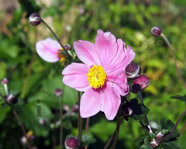 Anemone hybrida 'Königin Charlotte'