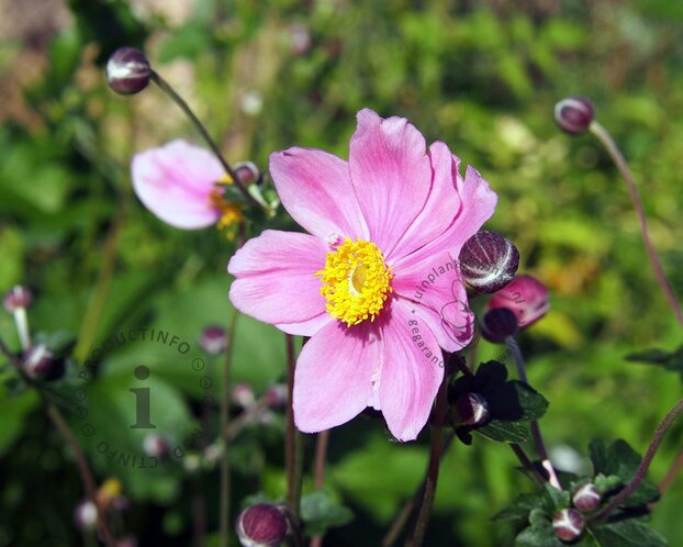 Anemone hybrida 'Königin Charlotte'