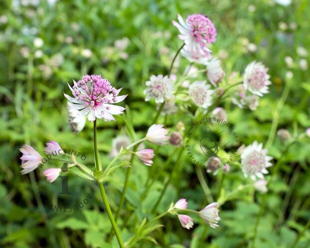Astrantia major