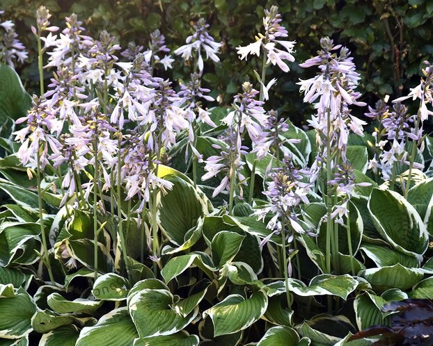 Hosta fortunei 'Francee'