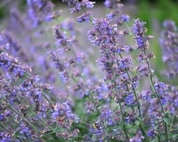 Nepeta faassenii 'Walker's Low'