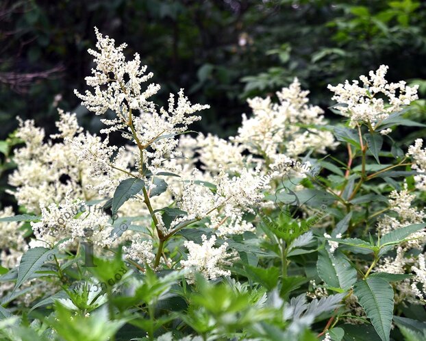 Persicaria polymorpha