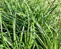 Carex foliosissima 'Irish Green'