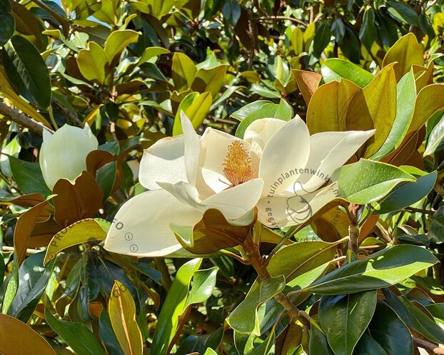 Magnolia grandiflora 60/80