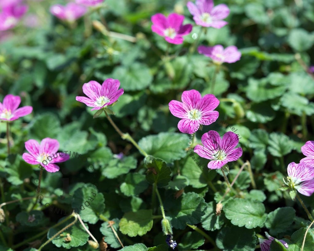 Erodium x variabile 'Bishop's Form'