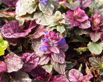 Ajuga reptans 'Burgundy Glow'