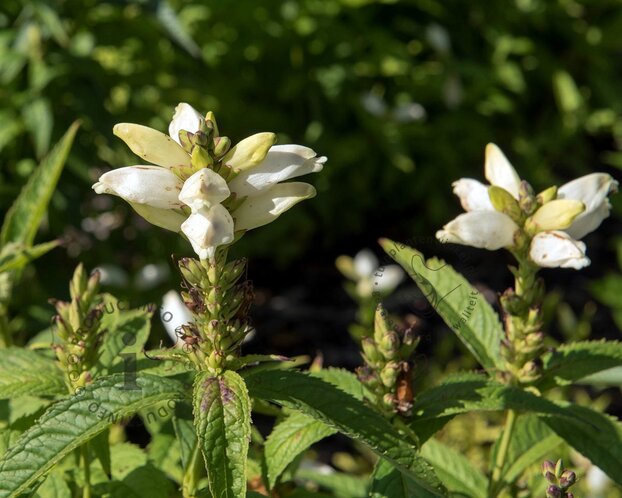 Chelone obliqua 'Alba'