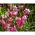 Gaura lindheimeri 'Siskiyou Pink'