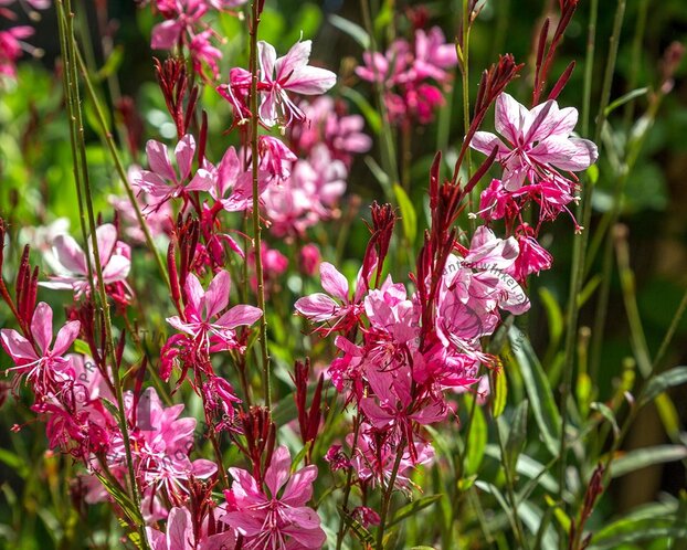 Gaura lindheimeri 'Siskiyou Pink'
