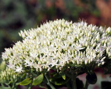 Sedum spectabile 'Stardust'