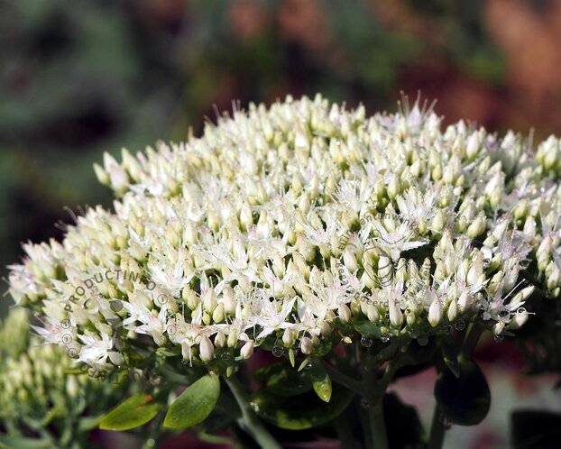 Sedum spectabile 'Stardust'