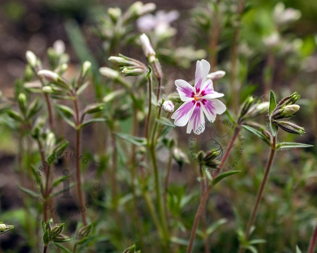 Phlox subulata 'Candystripes'