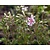 Phlox subulata 'Candystripes'