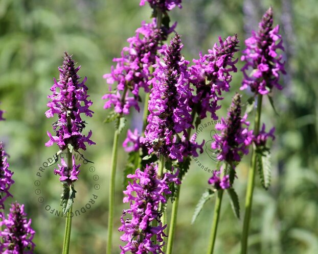 Stachys monieri 'Hummelo'