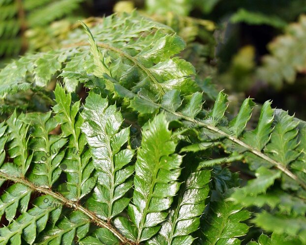 Polystichum polyblepharum