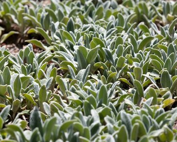 Stachys byzantina 'Silver Carpet'