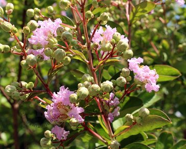 Lagerstroemia indica 'Milaperl' (With Love Babe)
