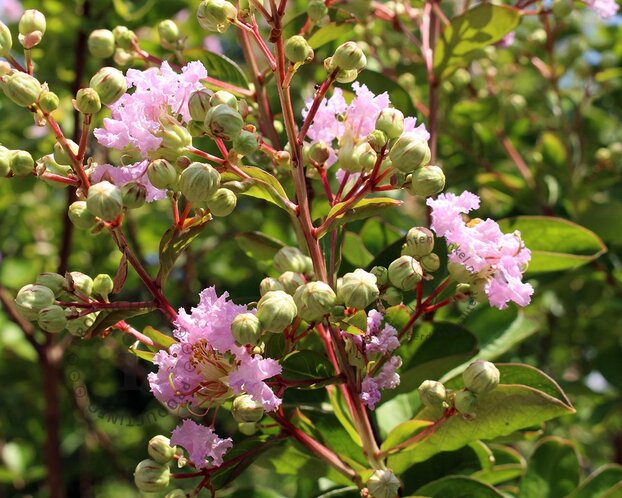 Lagerstroemia indica 'Milaperl' (With Love Babe)