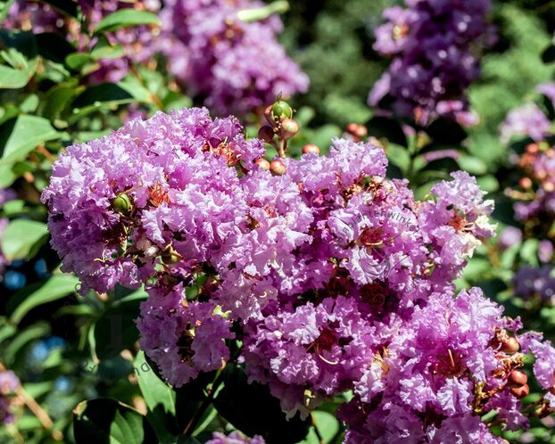 Lagerstroemia indica 'Milavio' (With Love Eternal)