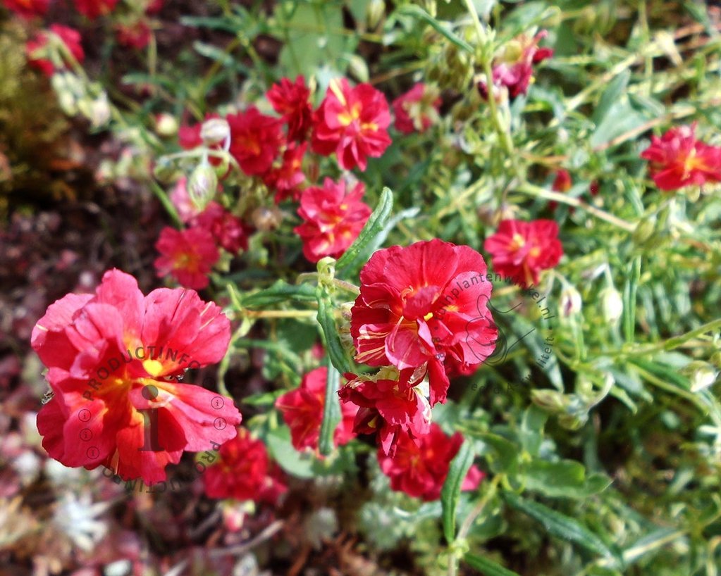 Helianthemum 'Amabile Plenum'