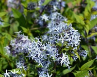 Amsonia tabernaemontana