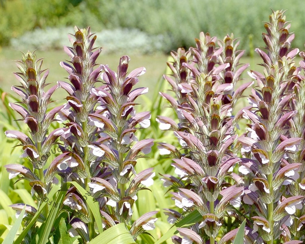 Acanthus hungaricus