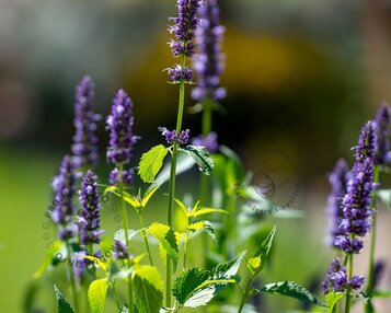 Agastache 'Little Adder' image
