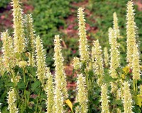 Agastache rugosa 'Alabaster'