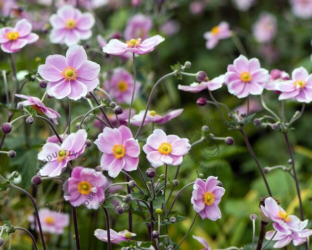 Anemone hupehensis 'September Charm'