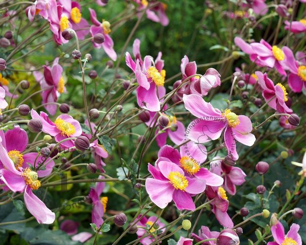 Anemone hybrida 'Hadspen abundance'