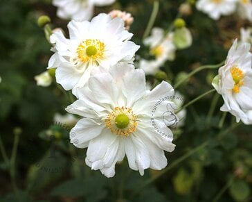 Anemone hybrida 'Whirlwind'